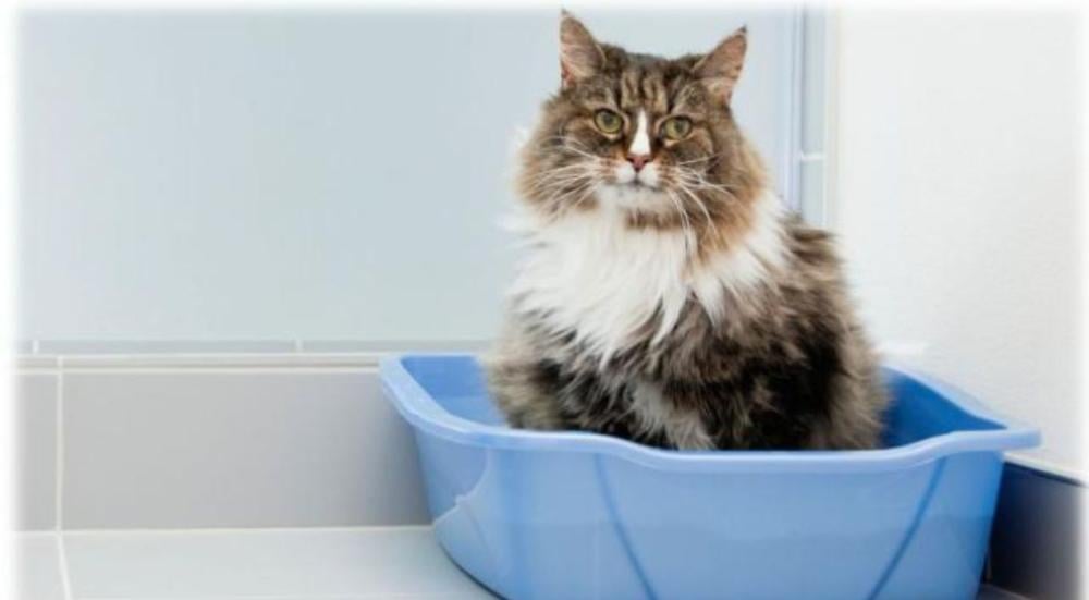 تدريب القطط على الليتر بوكس