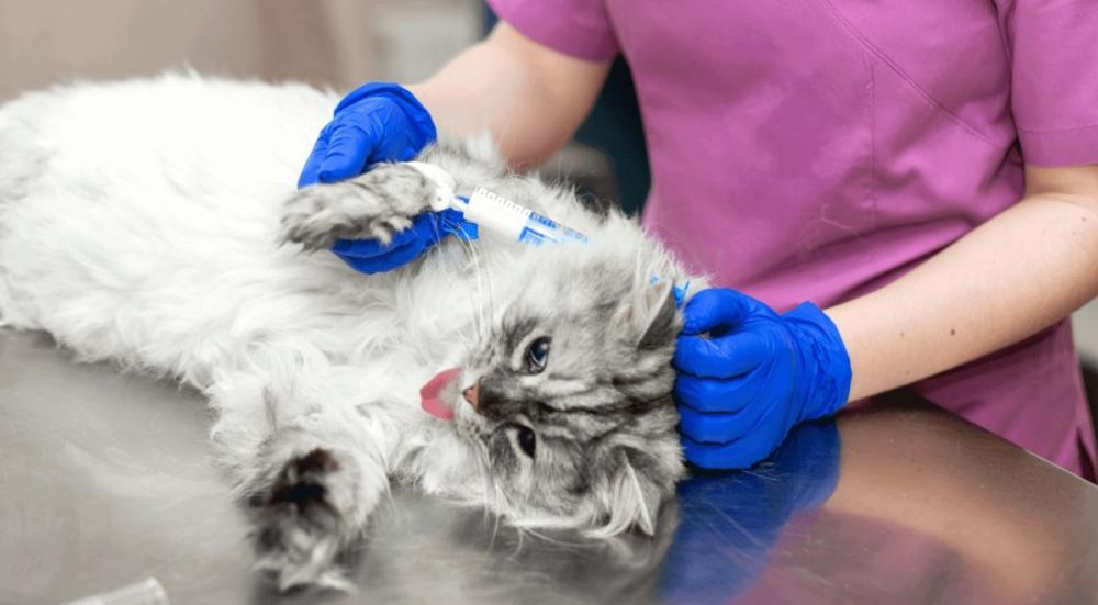 تعقيم القطط