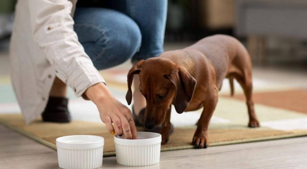 جدول أكل الكلاب