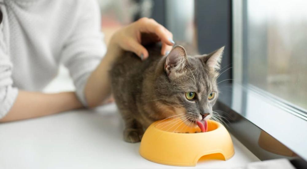 كم مرة تأكل القطط في اليوم