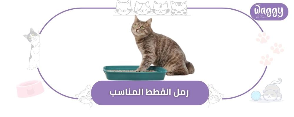 كيف تختار رمل القطط المناسب