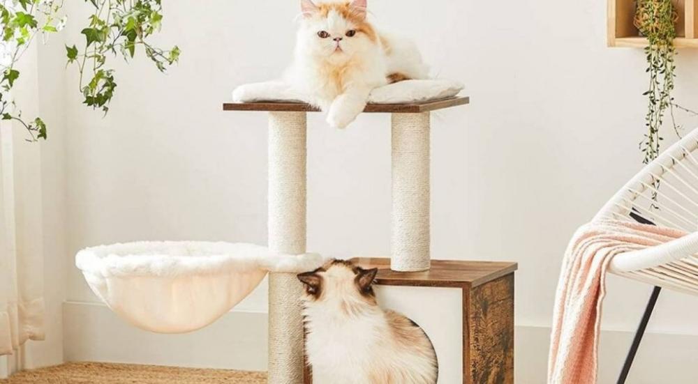 خداشة القطط