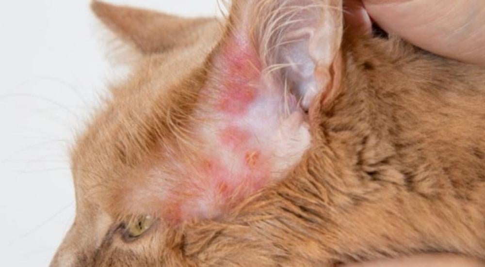 ثعلبة القطط