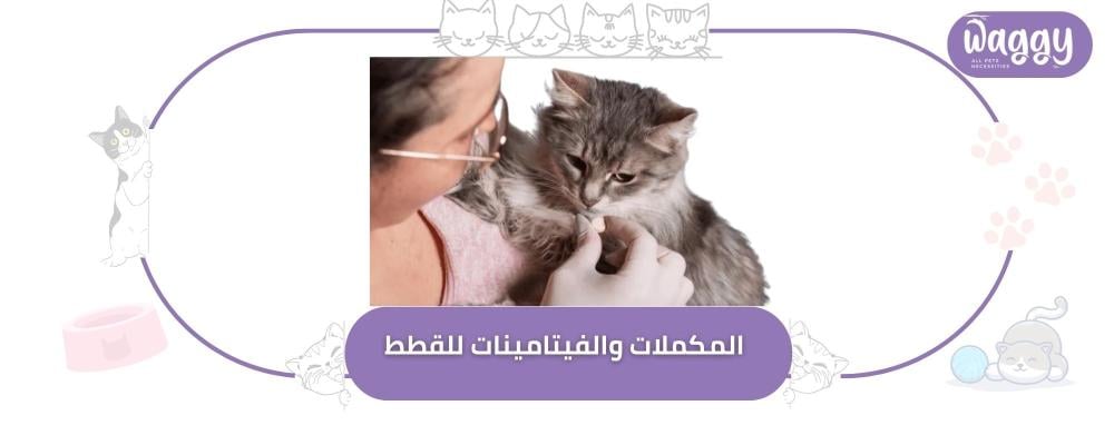 أهم المكملات والفيتامينات للقطط