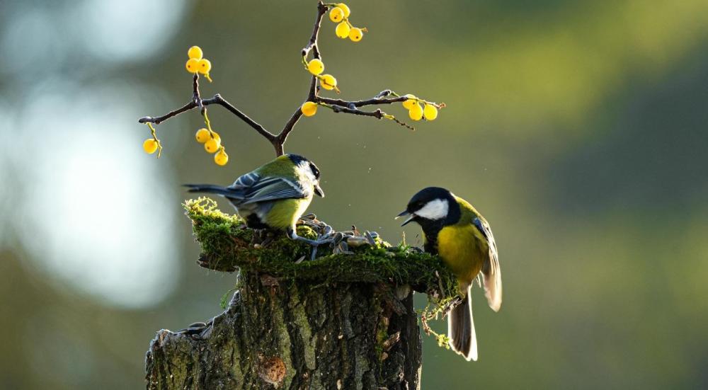 انواع العصافير