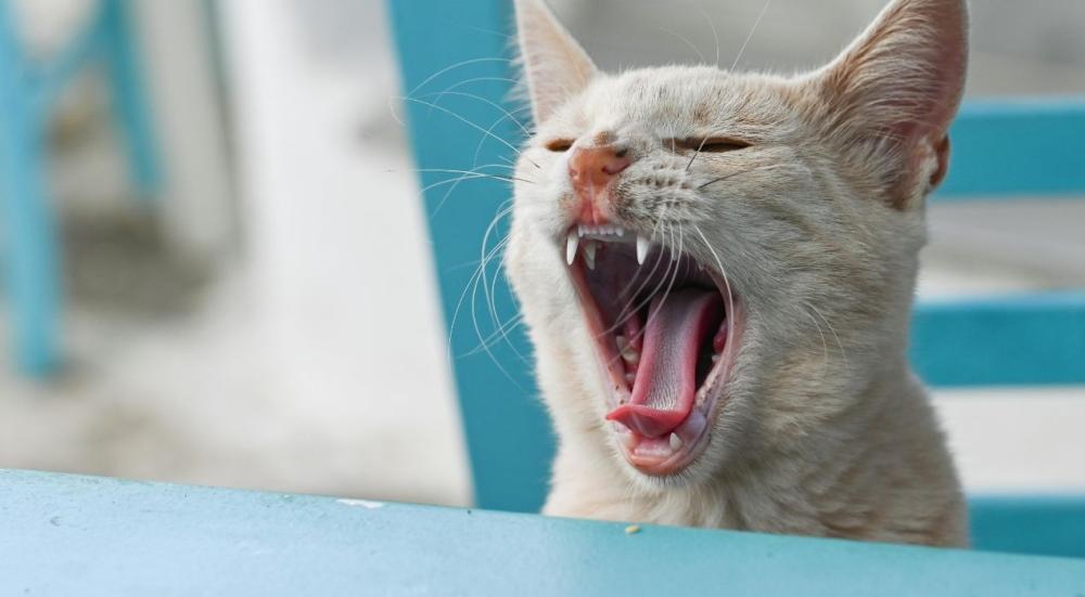 حساسية القطط