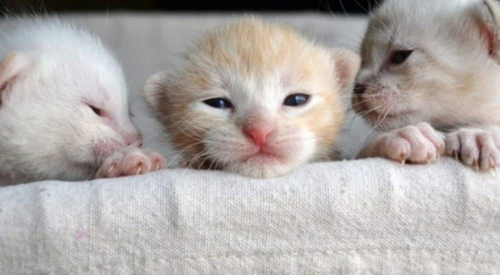 مراحل نمو القطط