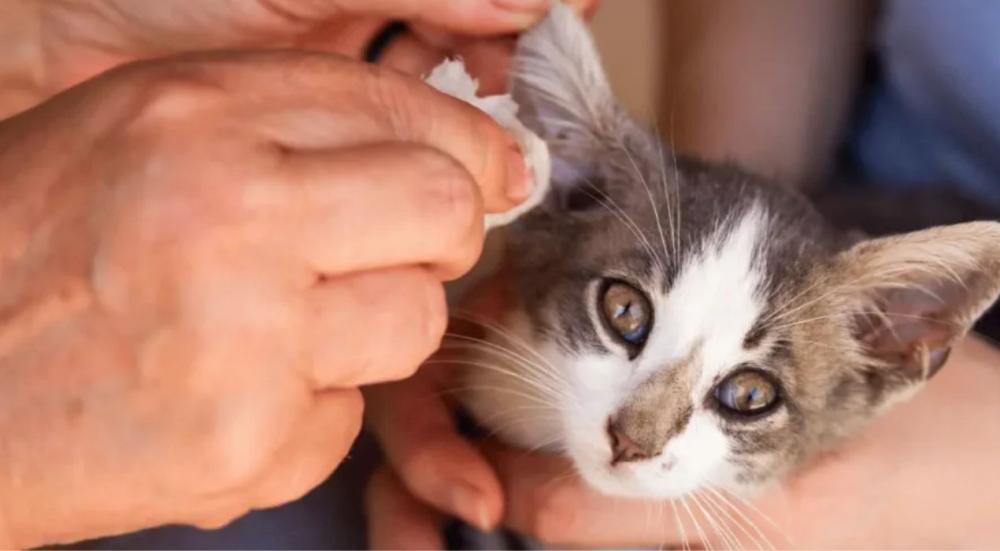 تنظيف القطط في المنزل