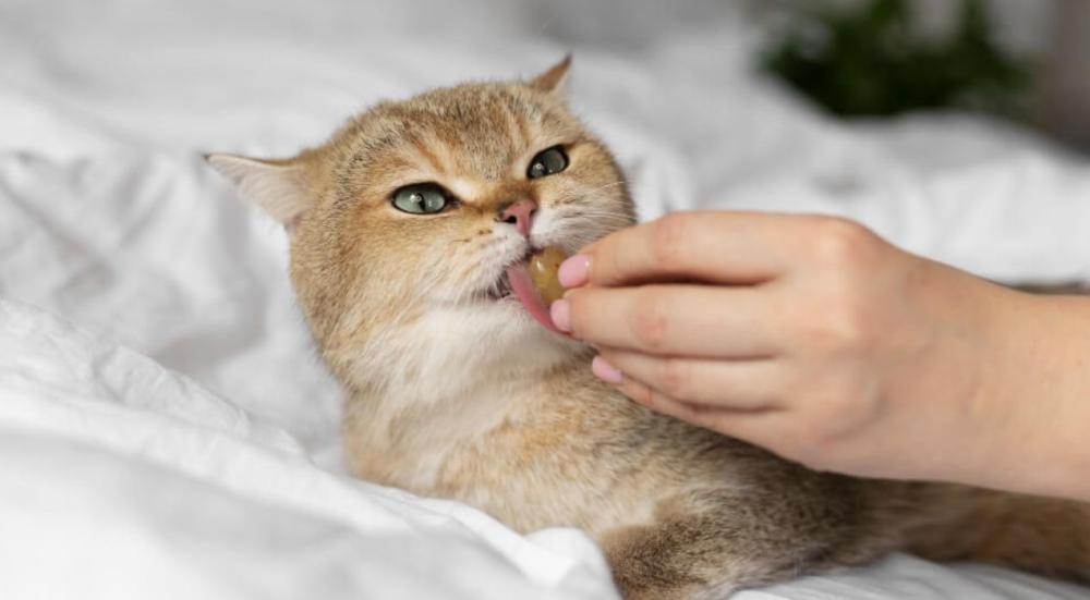 مقارنة بين أشهر مكافآت القطط الكريمية