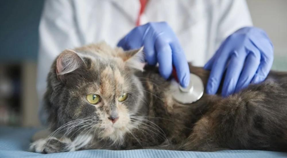 كاليسي القطط