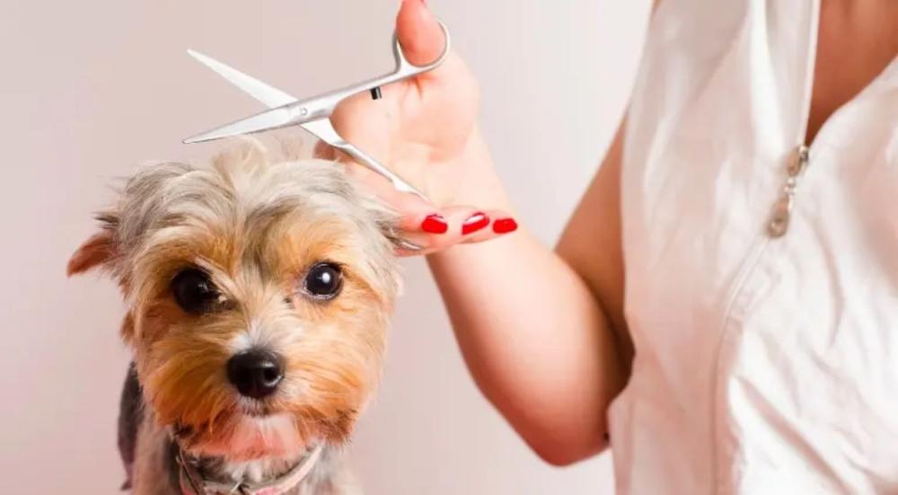 تساقط شعر الكلاب