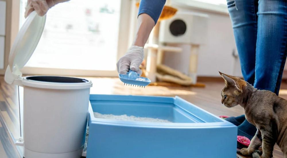 تنظيف القطط: دليل شامل للعناية بفرو وصحة قطتك