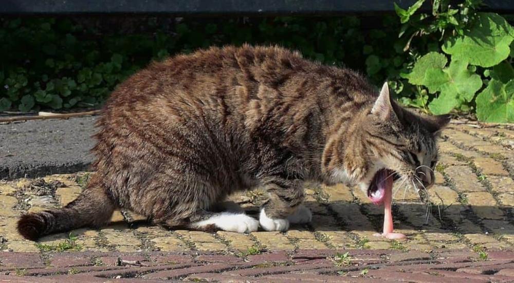 أعراض تسمم القطط