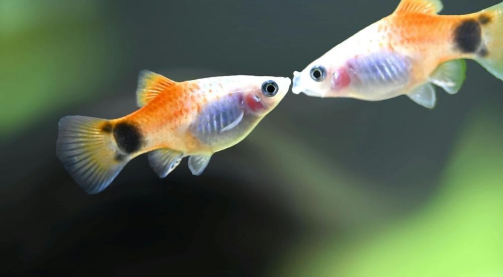 اكل سمك الزينة