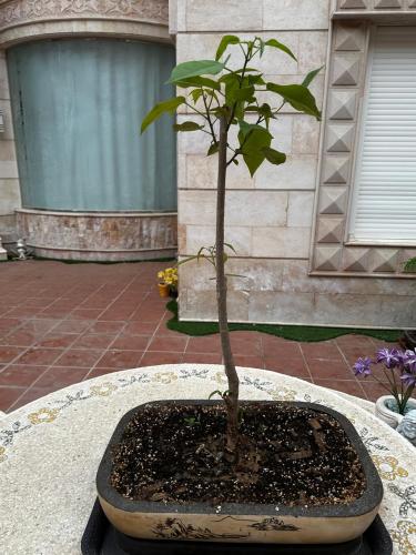 شجرة استركوليا