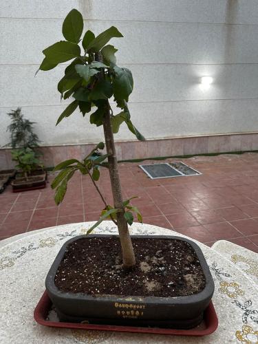 شجرة كورديا المقزمة