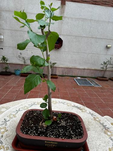 شجرة البمبر البلدي أو السبستان دبق