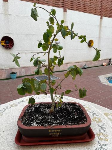 شجرة الجميز البرية النادرة المقزمة