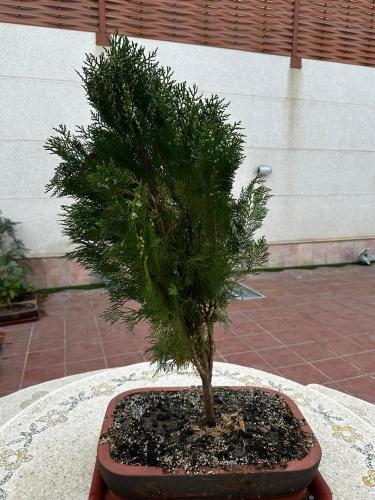 شجرة ثويا الايطالية المقزمة