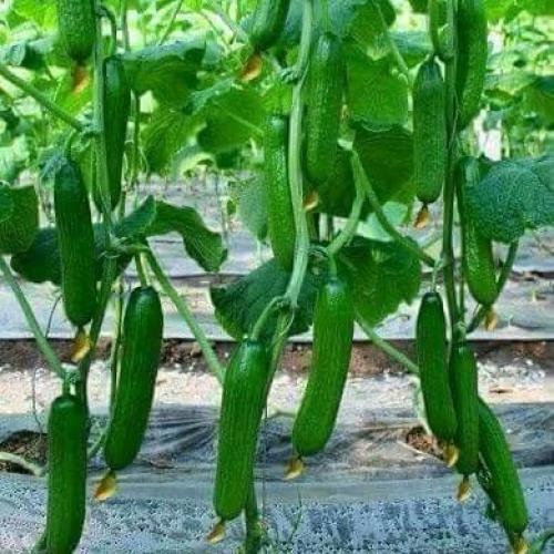 خيار مارشال هيجن 1000 بذره