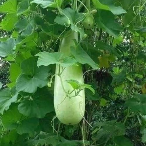 دبه مارتينا وزن 50 جرام