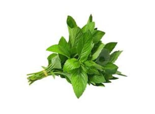 نعناع طازج
