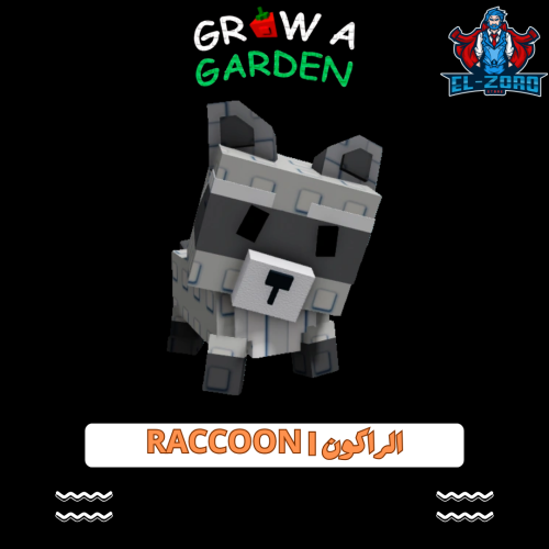 الراكون | Raccoon