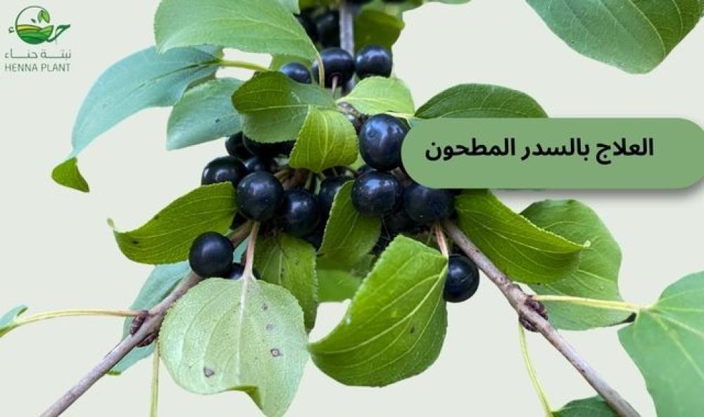 العلاج بالسدر المطحون: سر الجمال الطبيعي لبشرة نضرة وشعر صحي