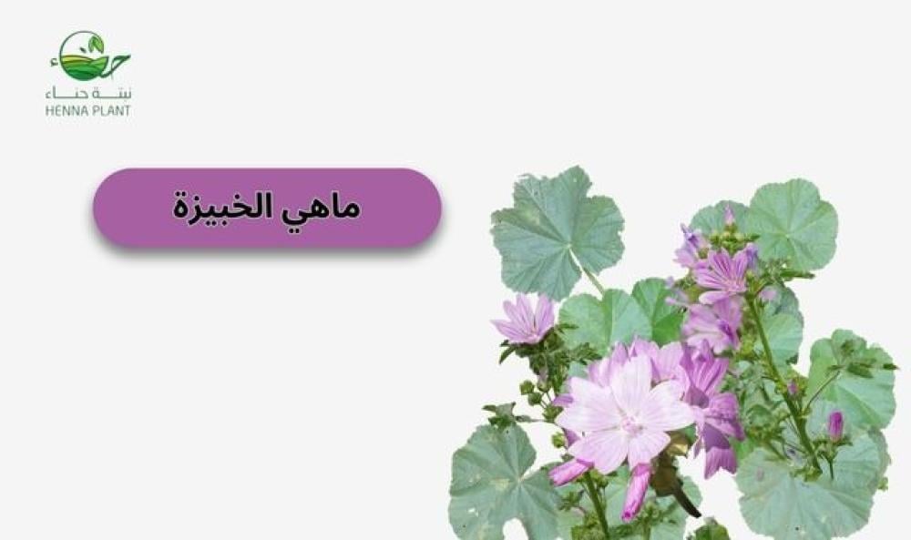 ماهي الخبيزة؟ وكيف تعزز صحتك من الداخل والخارج؟
