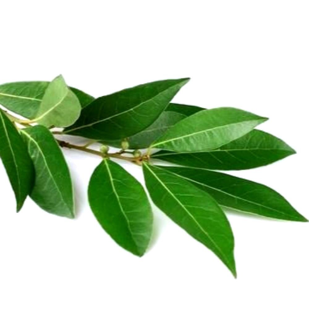 زيت الغار المركز