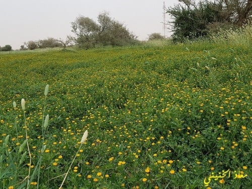 حنوة مقدار ملعقة طعام من البذور و الشوائب Calendul...