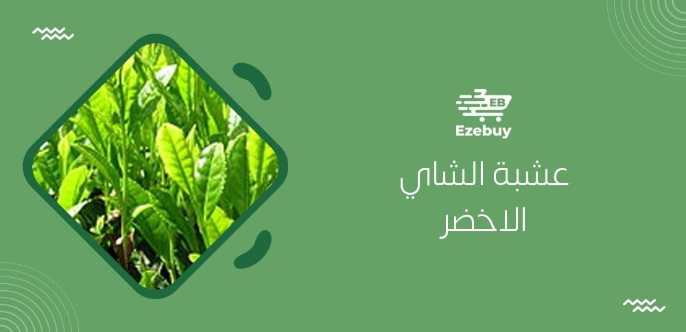 عشبة الشاي الاخضر