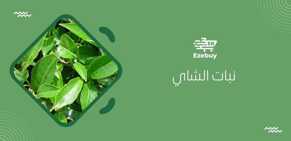 نبات الشاي