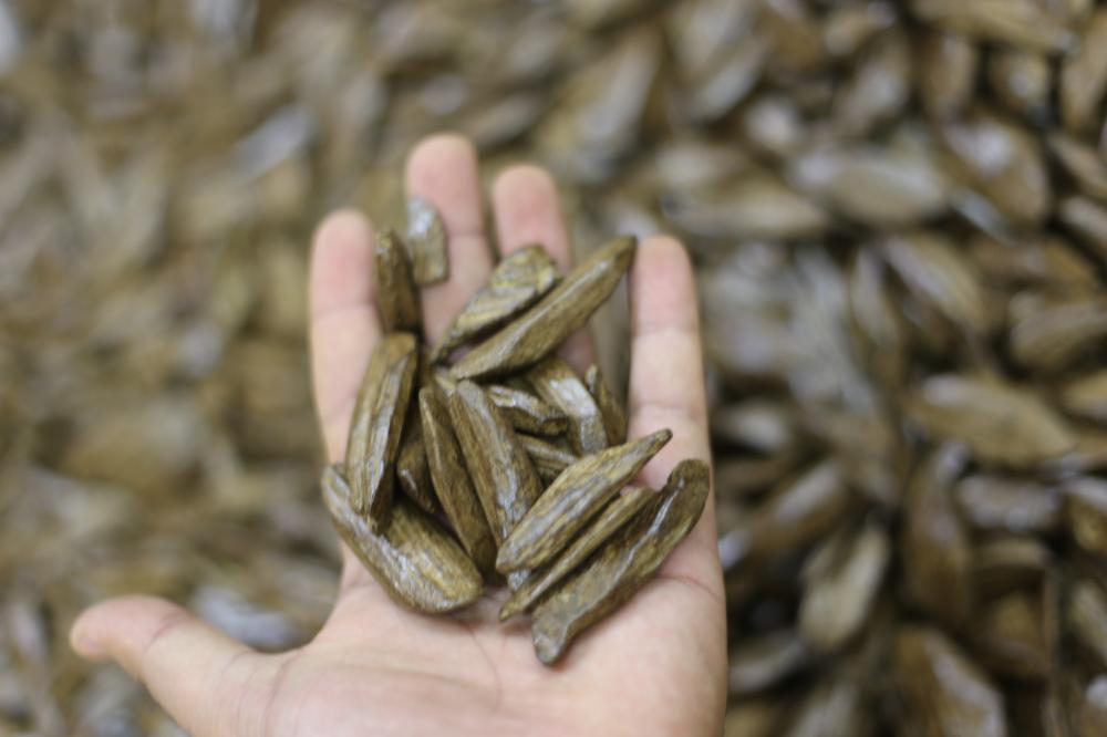 عود مروكي الفخامة - تجربة بخور كلاسيكية من إندونيسيا