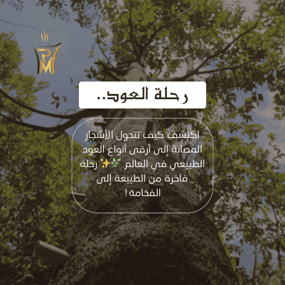 أسرار صناعة العود: كيف يُستخرج العود من الأشجار؟