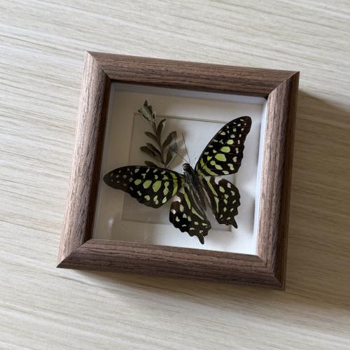 ‏GRAPHIUM AGAMEMNON