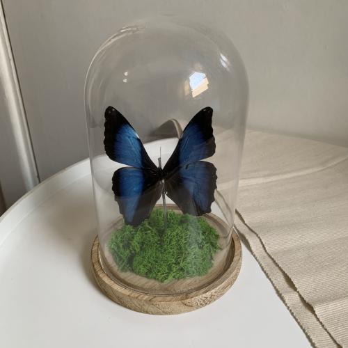Morpho
