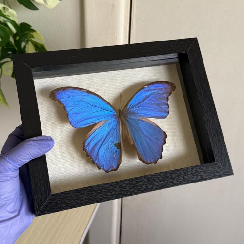 Morpho (متظرر قليل )