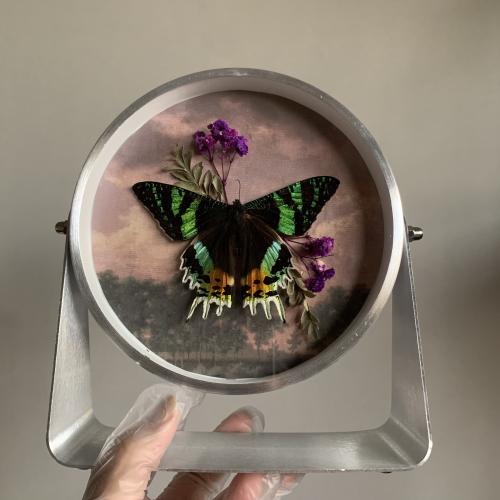sunset moth