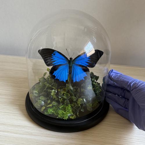 Papilio Ulysses