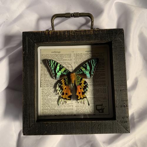 sunset moth