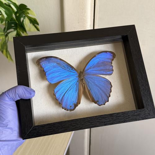 Morpho (متظرر قليل )