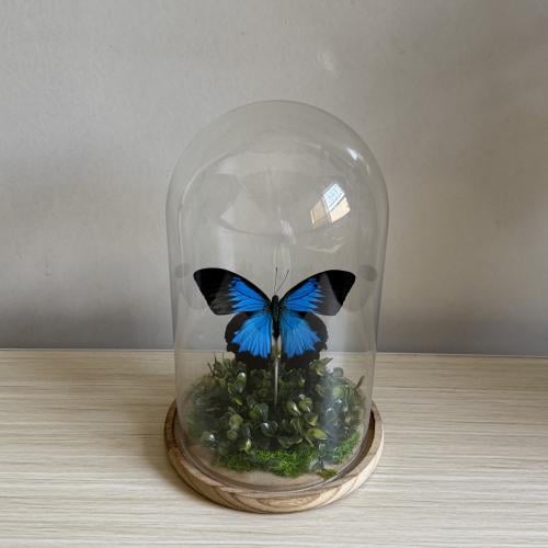 Papilio Ulysses