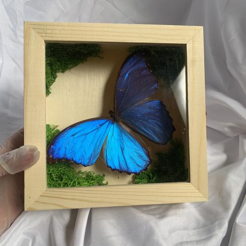 Morpho