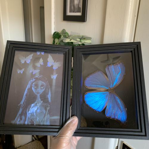 Morpho
