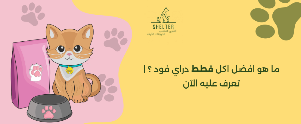 ما هو افضل اكل قطط دراي فود ؟ | تعرف عليه الآن