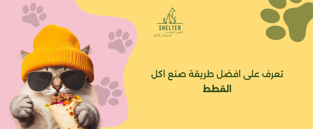 تعرف على افضل طريقة صنع اكل القطط