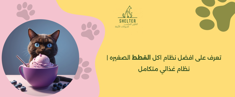 تعرف على أفضل نظام اكل القطط الصغيره | نظام غذائي متكامل