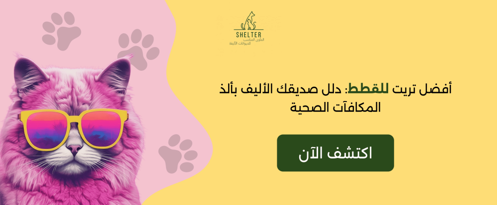 أفضل تريت للقطط: دلل صديقك الأليف بألذ المكافآت الصحية