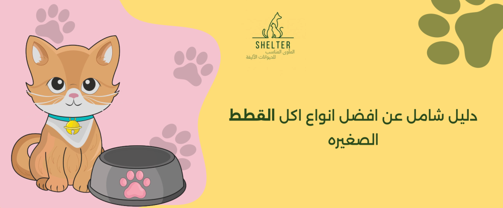 دليل شامل عن افضل انواع اكل القطط الصغيره